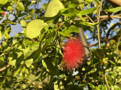 Calliandra tergemina emarginata