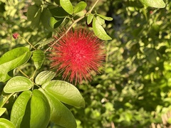 Calliandra tergemina emarginata