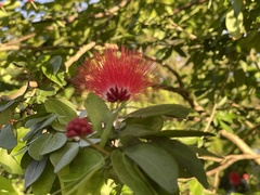 Calliandra tergemina emarginata