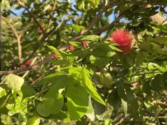 Calliandra tergemina emarginata