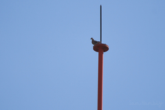 Streptopelia tranquebarica humilis