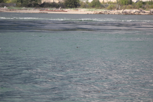 photo of Pigeon Guillemot (Cepphus columba)