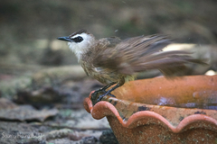 Pycnonotus goiavier jambu