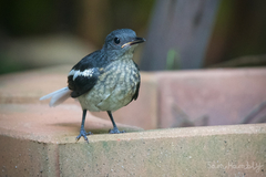 Oriental Magpie-Robin photo 6