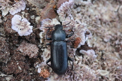 Menephilus cylindricus