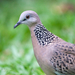 Southeast Asian Spotted Dove - Photo (c) Sam Hambly, some rights reserved (CC BY-NC), uploaded by Sam Hambly
