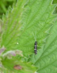 Athripsodes bilineatus