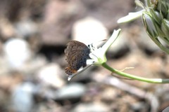 Pseudophilotes vicrama