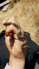 Diadophis punctatus vandenburgii