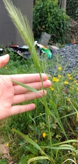 Hordeum murinum