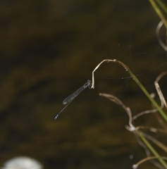 Pseudagrion indicum