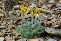 Artemisia senjavinensis