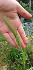 Hordeum murinum