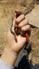 Diadophis punctatus vandenburgii