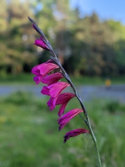 Gladiolus communis