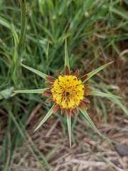 Tragopogon mirabilis