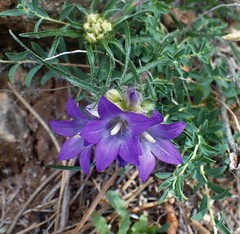 Edraianthus tenuifolius