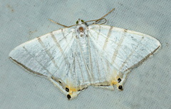 Palyadini