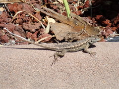 Sceloporus occidentalis