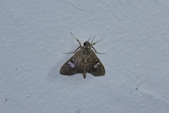 Nosophora