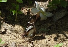 Pseudacraea lucretia expansa