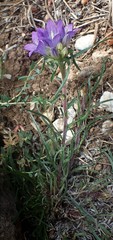 Edraianthus tenuifolius