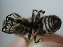 Vespula shidai