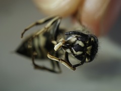 Vespula shidai