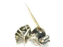 Vespula shidai
