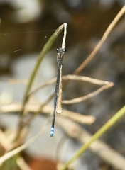 Pseudagrion indicum
