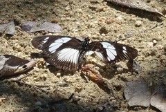 Pseudacraea lucretia expansa