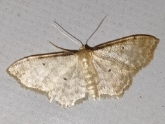 Idaea fuscovenosa