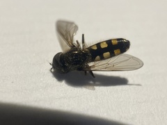 Platycheirus peltatus