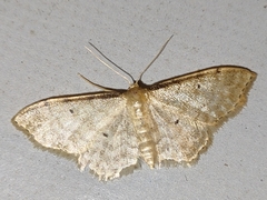 Idaea fuscovenosa