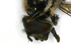 Platycheirus peltatus
