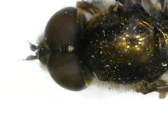 Platycheirus peltatus