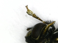 Platycheirus peltatus