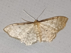 Idaea fuscovenosa