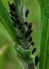 Uroleucon jaceae
