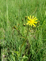 Crepis paludosa