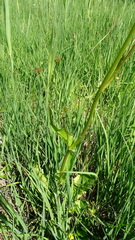 Crepis paludosa