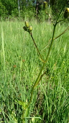 Crepis paludosa