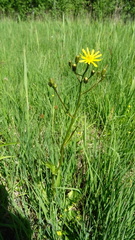 Crepis paludosa