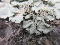 Flavoparmelia soredians