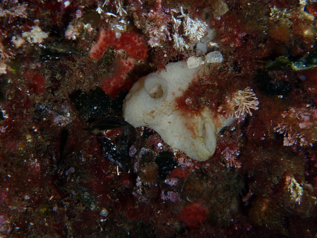 Leucetta solida