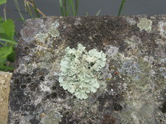 Flavoparmelia soredians