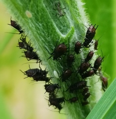 Uroleucon jaceae