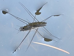 Aquarius paludum paludum