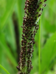 Uroleucon jaceae