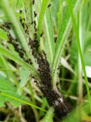 Uroleucon jaceae
